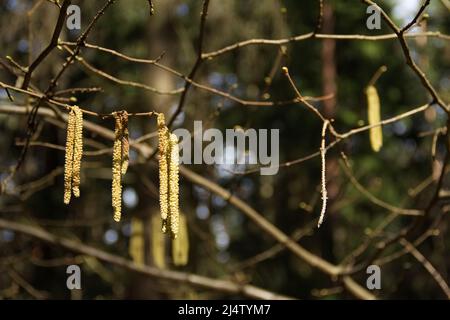 Fiore catkins dal cespuglio nocciola su sfondo foresta scuro. Foto Stock