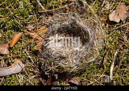 Abbandonato nido vuoto cadendo e giacendo su terreno boschivo. Foto Stock