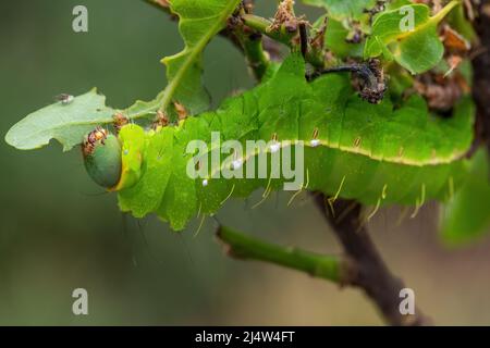 Japanese Oak Silkmoth caterpillar - Antheraea yamamai, grande falce gialla e arancione dai boschi dell'Asia orientale, Giappone. Foto Stock