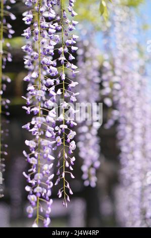 Primo piano di fiori di Wisteria. Cielo blu sullo sfondo. Foto Stock