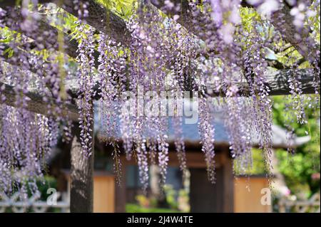 Fiori di glicine appesi a una struttura di supporto. Porta giapponese sullo sfondo. Primavera in giardino giapponese. Foto Stock