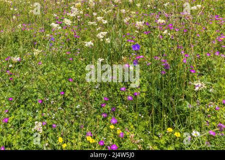 Prato con fiori selvatici in fiore in estate Foto Stock