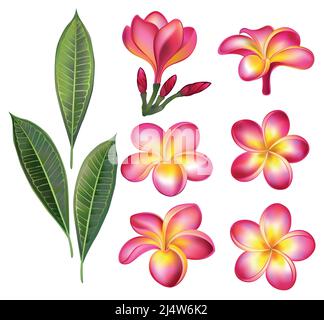 Set di fiori rosa, boccioli e foglie di plumeria verde disegnati artisticamente su sfondo bianco. Elementi di progettazione. Illustrazione Vettoriale