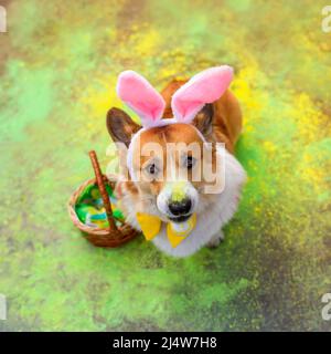carino cucciolo di cane corgi in orecchie conigliate di pasqua è seduto con un uovo colorato nei suoi denti circondato da colori brillanti di holi Foto Stock