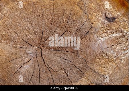 Una sezione trasversale di legno vecchio, marcio. Alder Nero (Alnus glutinosa). Foto Stock