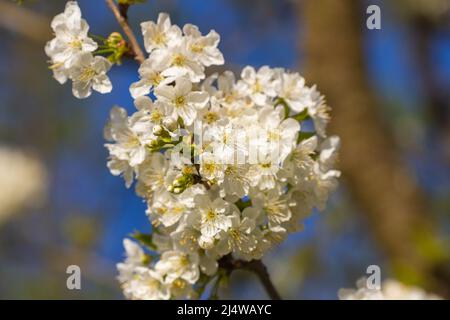 Un albero ciliegio in fiore Foto Stock