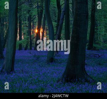 Alba in un legno di Bluebell Foto Stock