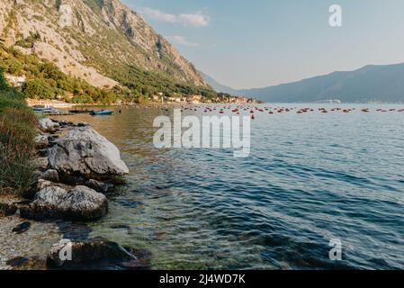 Fattoria Oyster nella baia di Cattaro, Montenegro. Foto di alta qualità. Foto Stock