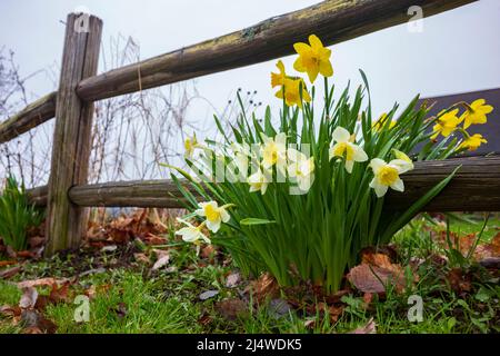 I fiori di Daffodils gialli, che stanno crescendo vicino ad una recinzione di legno, sono coperti in una pioggia dopo un temporale che passa. Foto Stock