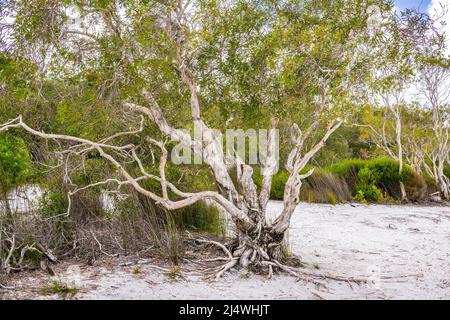 Alberi di Paperbark (Melaleuca Quinquenervia) sulla riva del meraviglioso lago Birabeen a Fraser Island, QLD, Australia. Foto Stock