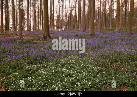 Bella vista di Hallerbos, Fiandre Foto Stock