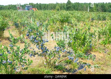 Campo di mirtillo con una macchina raccoglitrice e persone irriconoscibili sullo sfondo. Concetto di mietitura. Foto Stock