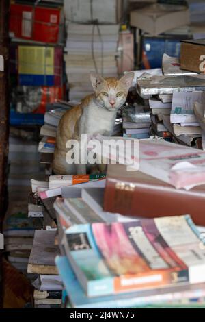 Gatto seduto su libri all'interno di una libreria a Trichy, Tamil Nadu, India usato libro Foto Stock