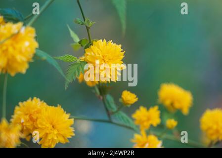 Kerrie Ranunculus arbusto Kerria fiore giallo Foto Stock