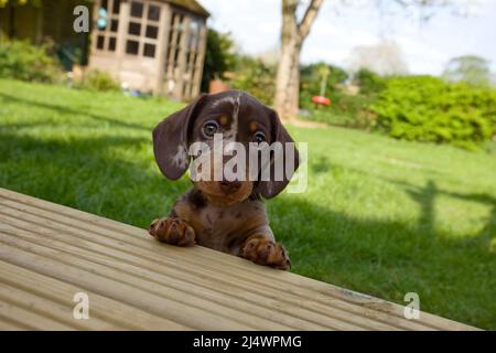 Dachshund cucciolo cercando di salire sulla terrazza Foto Stock
