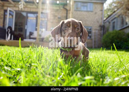 Dachshund cucciolo in giardino Foto Stock