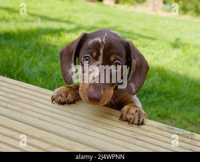 Dachshund cucciolo cercando di salire sulla terrazza Foto Stock