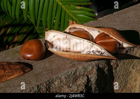 Sydney Australia, cialda di semi aperti di una castagna moreton Bay o di fagiolini nativi della costa orientale dell'Australia nel Queensland e nel nuovo Galles del Sud. Foto Stock