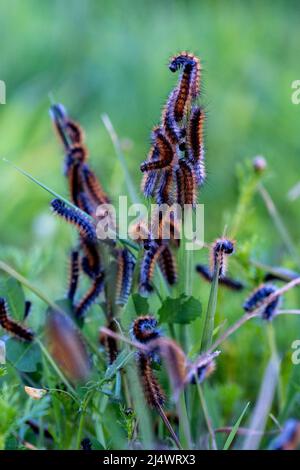 Molti pilastri sulla foglia. Malacosoma castrensis, lackey macinato. Primo piano. Foto Stock