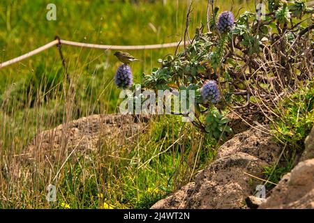 Canarino, Serinus canarius, un canarino giallo siede su un Echium candicans, il Pride di Madeira e osserva la zona di Madeira, Portogallo Foto Stock