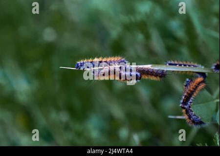 Molti pilastri sulla foglia. Malacosoma castrensis, lackey macinato. Primo piano. Foto Stock