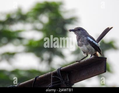 Bella femmina orientale Magpie-Robin sul palo di ferro con un insetto nel suo becco, Magpie Robin (Copsychus saularis) Foto Stock