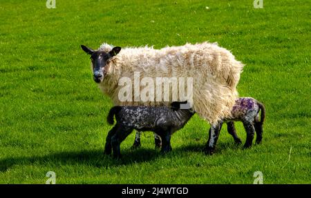 Nuovi agnelli nati con la loro mamma in primavera in Scozia Foto Stock