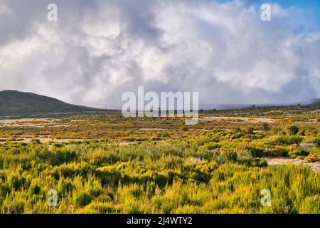 Altopiano Paul da Serra con fiori gialli sulla parte anteriore della vista, Madeira, Portogallo Foto Stock