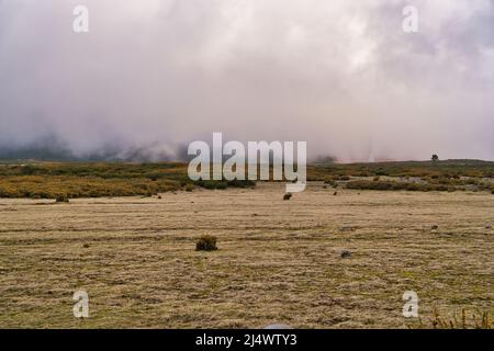 Altopiano Paul da Serra con fiori gialli sulla parte anteriore della vista, Madeira, Portogallo Foto Stock