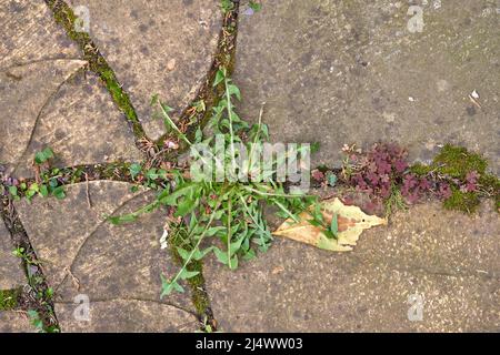 Erbacce che crescono in crepe in un patio Foto Stock