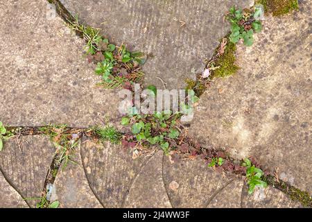 Erbacce che crescono in crepe in un patio Foto Stock