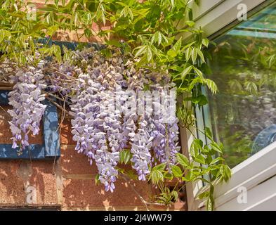 Mazzi di fiori primaverili di Wisteria appesi giù Foto Stock