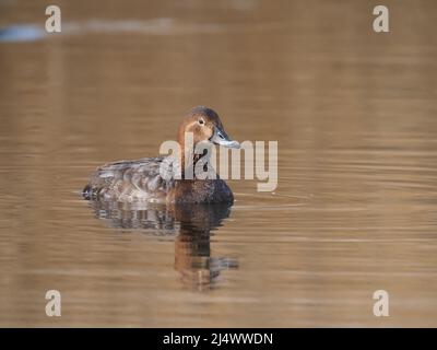 Pochard a St Aidan, s Leeds pre riproduzione in aprile, anche se c'era attività di esposizione. Foto Stock