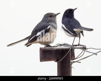 Coppia di magpie-robin orientali (Copsychus saularis) seduti su un palo. Foto Stock