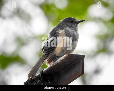 Bella femmina orientale Magpie-Robin sul palo di ferro, Magpie Robin (Copsychus saularis) Foto Stock