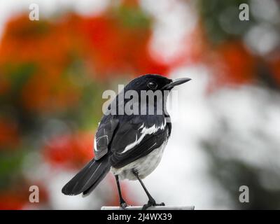 Il maggie-robin orientale (Copsychus saularis) è un piccolo uccello passerino che era precedentemente classificato come membro della famiglia thrush Turdidae, ma ora Foto Stock