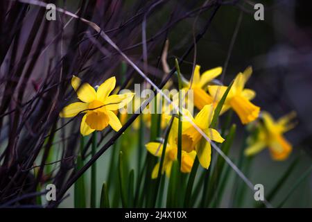 Naffodils gialli in fiore. Messa a fuoco soft. Primavera colori della natura. Foto Stock