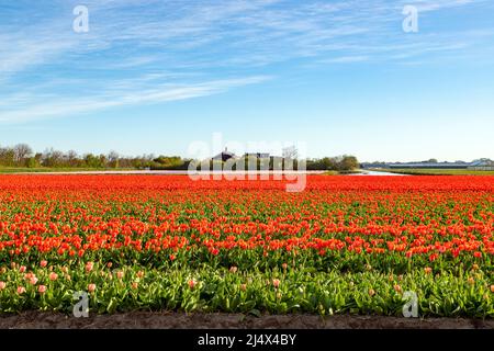 Tulipani fioriti in paesaggio rurale, Noordwijkerhout, Olanda del Sud, Paesi Bassi. Tipicamente olandese paesaggio bellezza in primavera. Foto Stock