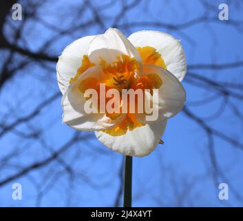 Un Closeup su una chiamata d'amore doppio Daffodil Foto Stock