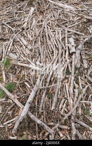 Rami secchi e rotti e ramoscelli sul terreno forestale in un sito di disboscamento Foto Stock