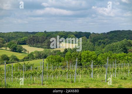 Giovani vitigni coltivati in un vigneto inglese nel Southy Oxfordshire Foto Stock