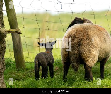 Dunton Essex 18th Apr. 2022 UK Weather New Born Lambs in the Spring Sunshine Credit: Ian Davidson/Alamy Live News Foto Stock