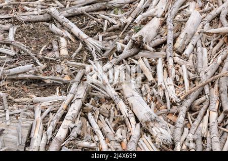 Rami secchi e rotti e ramoscelli sul terreno forestale in un sito di disboscamento, vista dall'alto Foto Stock