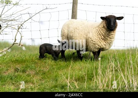 Dunton Essex 18th Apr. 2022 UK Weather New Born Lambs in the Spring Sunshine Credit: Ian Davidson/Alamy Live News Foto Stock