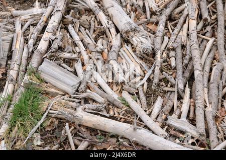 Rami secchi e rotti e ramoscelli sul terreno forestale in un sito di disboscamento Foto Stock