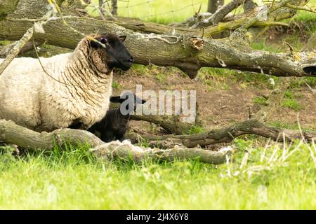 Dunton Essex 18th Apr. 2022 UK Weather New Born Lambs in the Spring Sunshine Credit: Ian Davidson/Alamy Live News Foto Stock