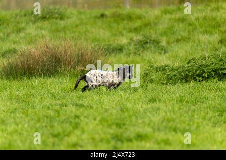 Dunton Essex 18th Apr. 2022 UK Weather New Born Lambs in the Spring Sunshine Credit: Ian Davidson/Alamy Live News Foto Stock