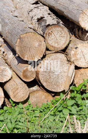 Stack di tronchi di albero tagliati e ortiche verde pungente nella foresta Foto Stock