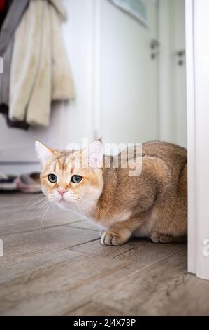 Il gatto spaventato siede sul pavimento nel corridoio e sembra eccitato con i suoi occhi verdi. Vista dal basso. Foto Stock