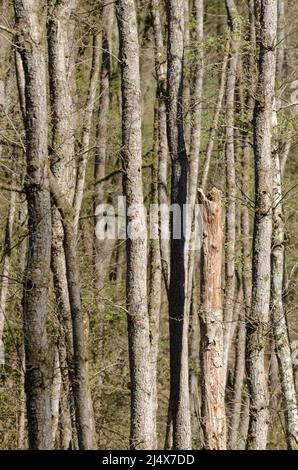 Fitta foresta nella regione di Westerwald in Germania Foto Stock